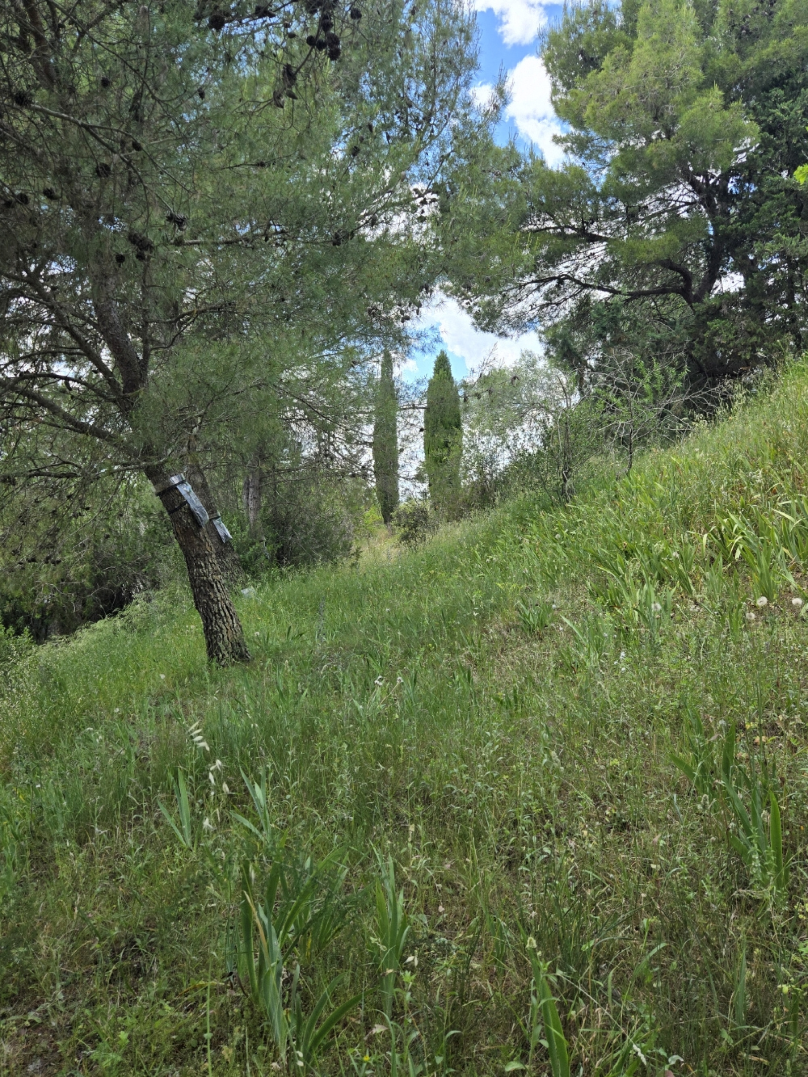 Image_, Terrain à batir, Castelnau-de-Guers, ref :1701vt