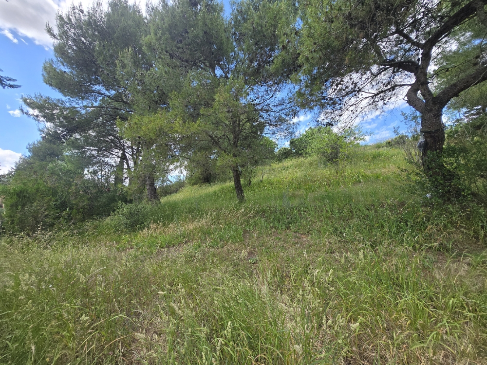 Image_, Terrain à batir, Castelnau-de-Guers, ref :1701vt