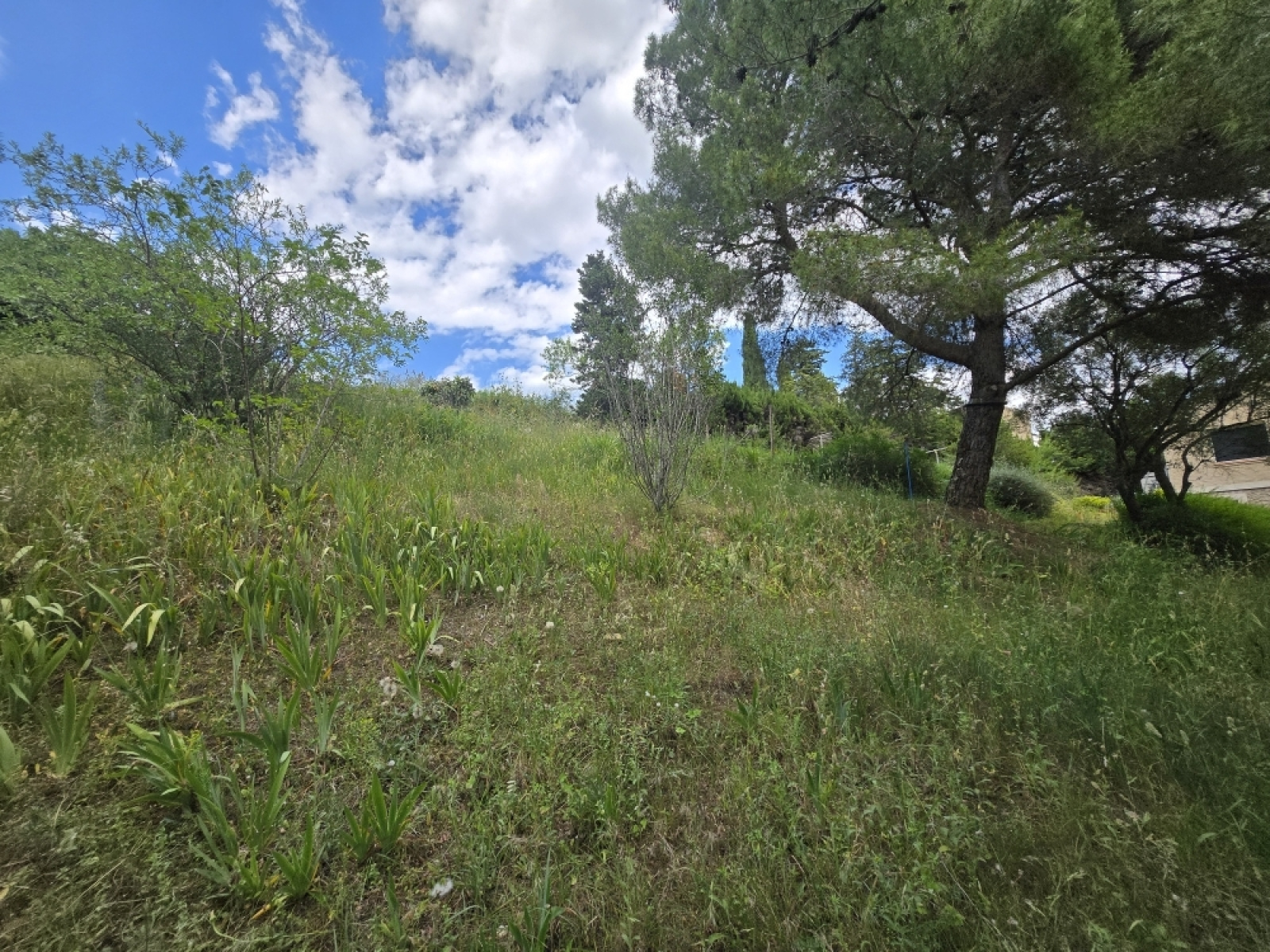 Image_, Terrain à batir, Castelnau-de-Guers, ref :1701vt